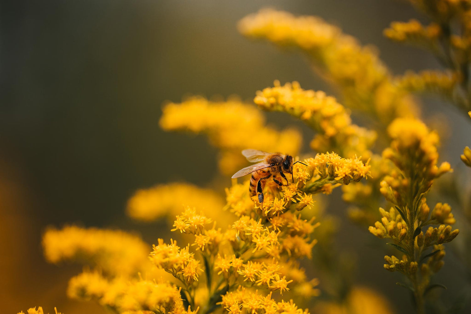zdjęcie przedstawia żółte kwiaty i siedzącą na nich pszczołę