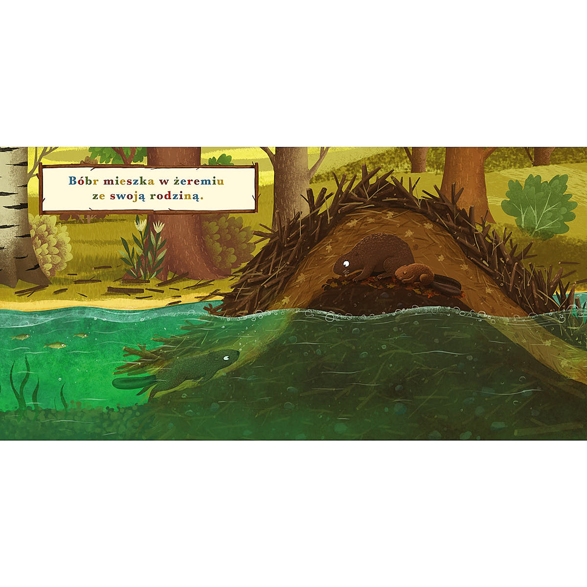 Rok w lesie. Bóbr - Wydawnictwo Nasza Księgarnia
